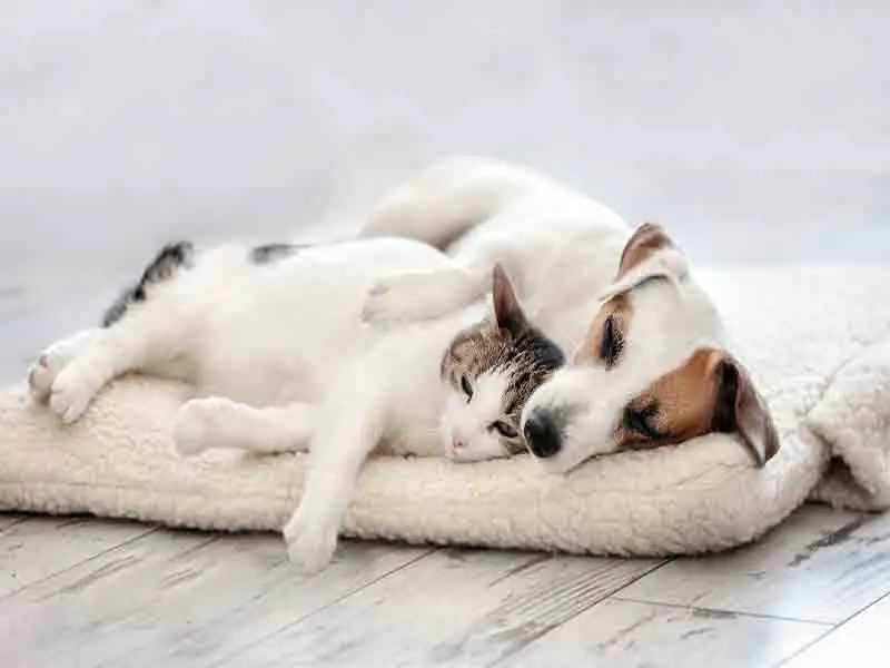 Which is better pet cat or dog?